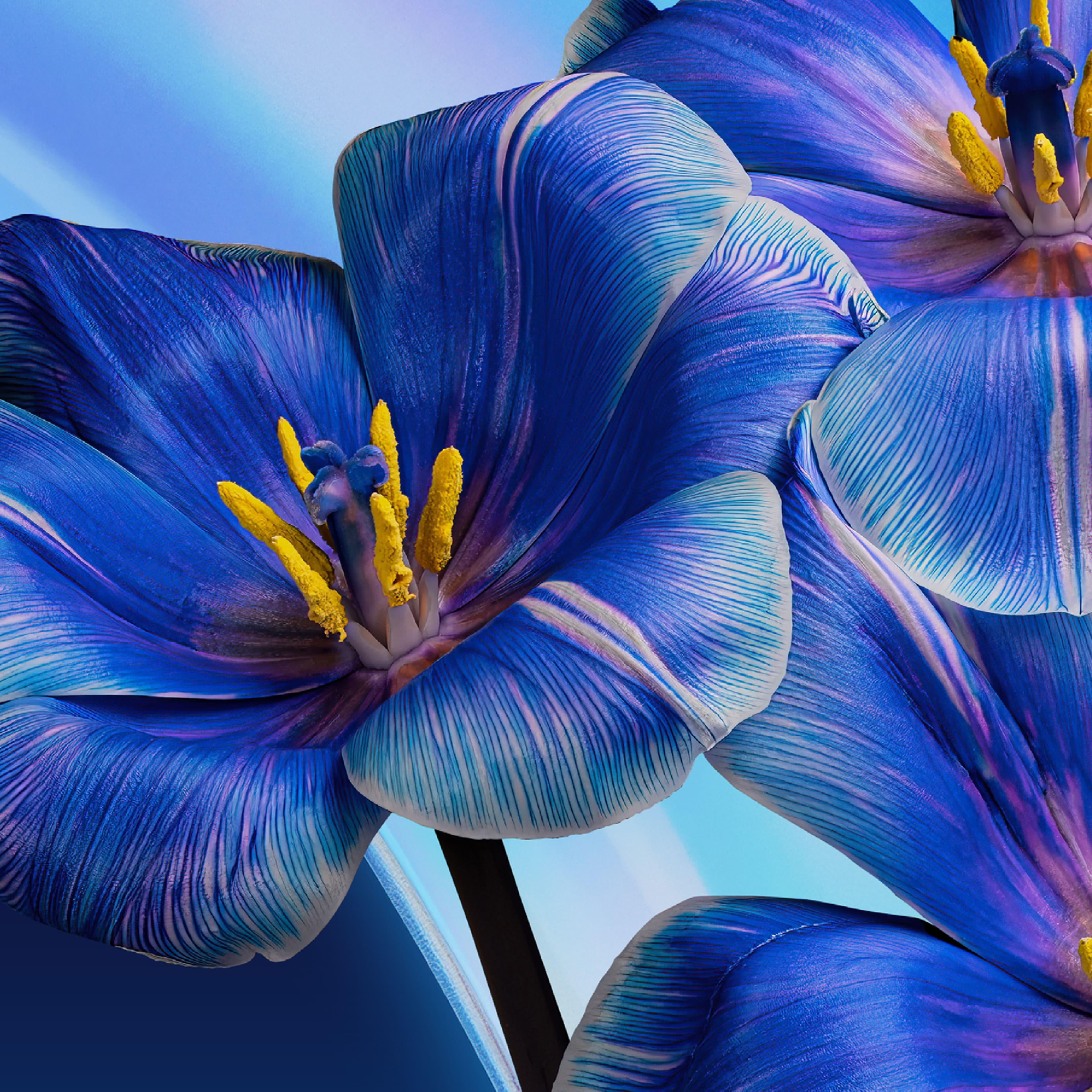 Close-up of vibrant blue flowers with yellow stamens.